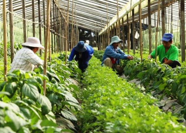 Productores agroecologicos